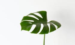 Featured image of post Lifes